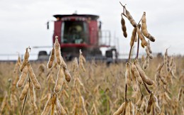 “Trung Quốc đã dừng mua đậu tương Mỹ để trả đũa thương mại”