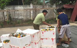 Nghệ An: Thu giữ 200 kg cam lá nhập lậu