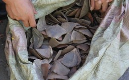 Bắt giữ hàng tấn vảy tê tê được nhập khẩu từ Congo