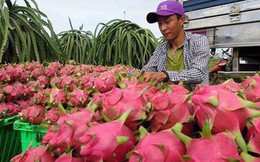 Vẫn đang "gỡ khó" cho xuất khẩu nông sản sang Trung Quốc