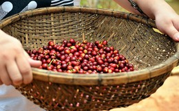 Giá cà phê trong nước tăng vọt ngày đầu tháng