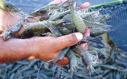 Cần chấm dứt tình trạng nuôi tôm biển trong vùng “ngọt hóa”