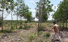 Vỡ mộng đại dự án cao su