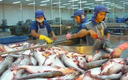Cá tra phải cạnh tranh với cá rô phi trên thị trường xuất khẩu
