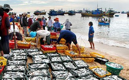 EC sẽ xem xét lại vấn đề “thẻ vàng” của Việt Nam