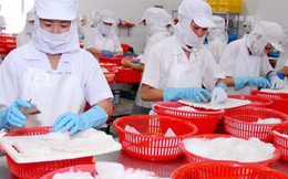 Xuất khẩu sang EU gặp khó, ASEAN trở thành thị trường tiềm năng cho mực và bạch tuộc