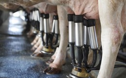 Giá sữa thế giới giảm trong 4 phiên đấu giá liên tiếp