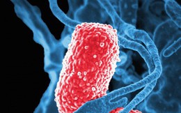 Vi khuẩn vô hại trong ruột biến thành dạng ăn thịt người, giết chết 5 bệnh nhân Trung Quốc từ đầu năm tới nay