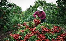 Hình ảnh vải thiều Lục Ngạn chín đỏ trong mùa thu hoạch