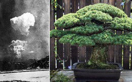 Câu chuyện của cây bonsai Nhật Bản 400 tuổi vẫn sống sót sau khi bom nguyên tử thả xuống Hiroshima