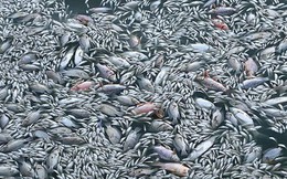 Cá chết nổi thành mảng trắng ở Hồ Tây do "thay đổi thời tiết"