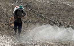 Tai tiếng Monsanto: Hồi chuông cảnh tỉnh cho Việt Nam