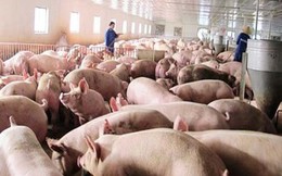 Lợn hơi tăng giá chóng mặt, Bộ Nông nghiệp phát công văn hỏa tốc