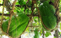 Làng trồng bí đao khổng lồ, có trái nặng tới 80kg ở Bình Định