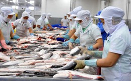 FSIS đề xuất công nhận Việt Nam đủ điều kiện xuất khẩu cá họ Siluriformes vào thị trường Mỹ