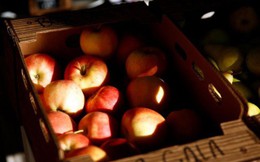Nông dân trồng táo Mỹ lo bị Trung Quốc trả đũa