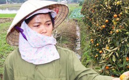 Hình ảnh người nông dân khóc nghẹn bên 450 gốc quất bị phá hoại dịp cận Tết khiến cộng đồng mạng xót xa