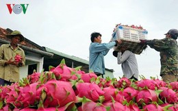 Giá thanh long trên địa bàn Bình Thuận bất ngờ tăng cao