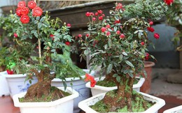 "Rộ mốt" hồng bonsai đắp rêu bạc triệu trưng Tết