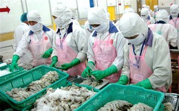 Thị trường EU dẫn đầu về nhập khẩu tôm của Việt Nam