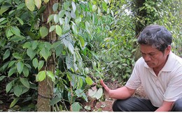 Nạn phá hoại hồ tiêu ở Đắk Lắk khiến nông dân điêu đứng