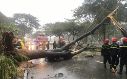 Gần 100 cây xanh ngã đổ, 3 người bị đè thương vong ở TP.HCM
