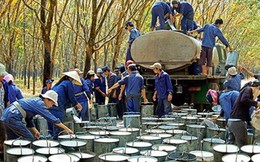 Xuất khẩu cao su thứ 3 thế giới, Việt Nam vẫn phải nhập hàng tỉ USD để sản xuất