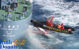 Ngăn Nhật đánh bắt cá voi, chống Mỹ thử bom nguyên tử, tổ chức hoạt động vì môi trường này khiến cả thế giới ngưỡng mộ