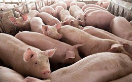 Giá lợn hơi tăng vùn vụt, mới bằng nửa Trung Quốc, Cục trưởng khuyên ăn thịt khác