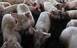 Nguy cơ lây lan dịch tả lợn châu Phi đến các trang trại chăn nuôi lớn