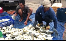Thủ phủ nuôi thủy sản bán tháo tôm cá trước giờ bão số 5 đổ bộ