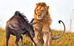 Đủ tàn nhẫn, chúng ta mới đến gần thành công, muốn làm sư tử phải học cách ăn thịt sống!