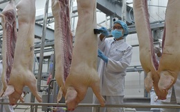 Giá lợn hơi lại lập "đỉnh" mới: 71.000 đồng/kg, cao nhất trong 5 năm