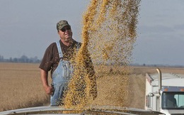 Reuters: Trung Quốc cam kết mua 50 tỷ USD nông sản để được Mỹ hoãn áp thuế