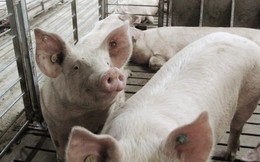 Chuyện lạ đời: Nông dân chăn lợn, nuôi gà là những người đại thắng ở Thung lũng Silicon của Trung Quốc