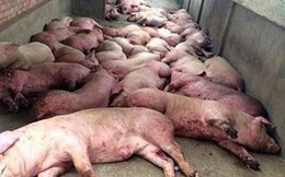 Ngăn chặn dịch tả lợn châu Phi: Hà Nội kêu gọi người chăn nuôi cho lợn ăn chín