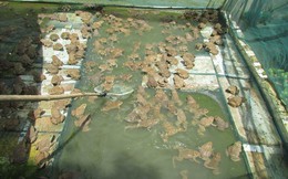 9X dân tộc Thái nuôi hàng ngàn con ếch thu bộn tiền, cả bản ngưỡng mộ