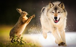Thỏ ăn thịt sói ra sao? Câu chuyện giúp bạn có thể tìm ra mấu chốt bứt phá trước đối thủ