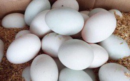 Vừa quay đầu tăng được vài ngày, giá trứng gia cầm lại đảo chiều lao dốc xuống thấp kỷ lục