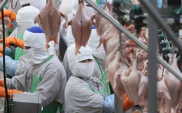 CP Food Thái Lan đầu tư 200 triệu USD xây dựng nhà máy chế biến gia cầm và thịt heo ở Việt Nam