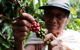Nikkei: Gần và rẻ, cà phê Việt Nam đang "tấn công" mạnh mẽ thị trường Nhật Bản
