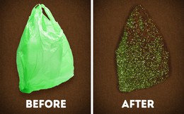 Theo nghiên cứu, loài giun ăn rác thải nhựa này có thể là vị cứu tinh cho trái đất trong tương lai