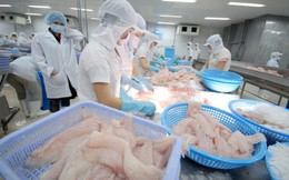 Nhật Bản chính thức bước vào top 10 thị trường xuất khẩu cá tra lớn nhất của Việt Nam