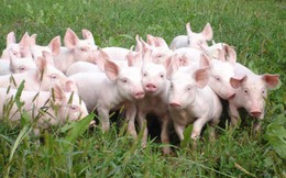 Giá thịt lợn hơi có xu hướng tăng trở lại, cao nhất lên tới 49.000 đồng/kg