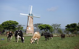 Bỏ xa các đối thủ, Vinamilk là thương hiệu được chọn mua nhiều nhất ngành hàng sữa và tiêu dùng nhanh