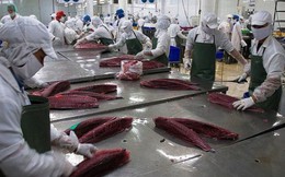 Cá ngừ Việt vẫn khó vào Hàn Quốc