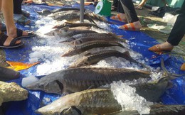 Nhiều điểm bán cá tầm “mọc” lên sau lũ ở TP. HCM