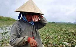 Reuters: Cầu nhập khẩu gạo từ Trung Quốc giảm, Việt Nam phải tìm người mua mới