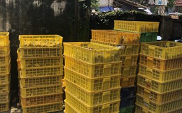 Ngăn chặn hơn 8.000 con gà con giống nhập lậu từ Trung Quốc