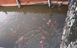 Cá Koi Nhật tung tăng bơi ở hồ Tây, trái ngược cá chết bên ngoài